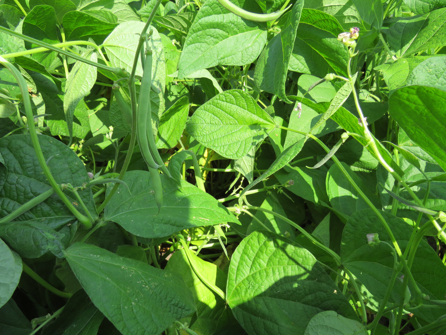 Fadderväxt 2026: "Bönan Birgitta"