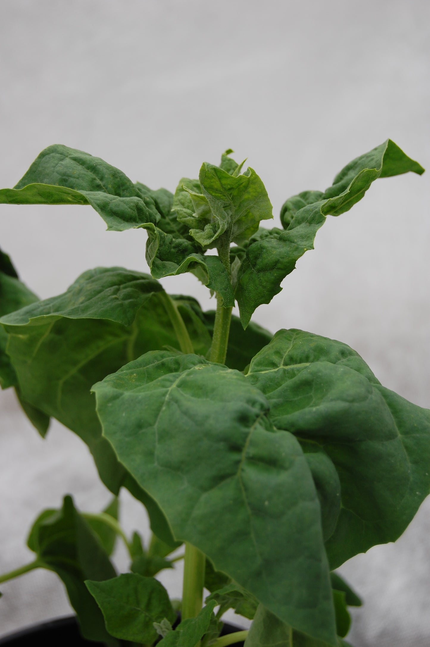 LILLE NAESTVED SKOLE