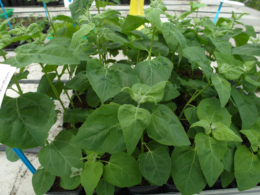 LILLE NAESTVED SKOLE