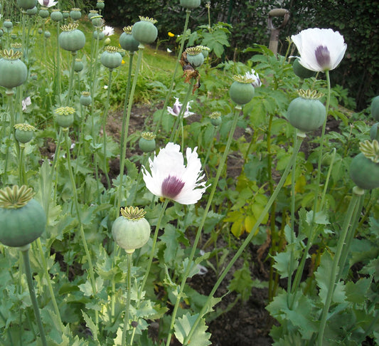 LUDVIKA FJÄDERVALLMO