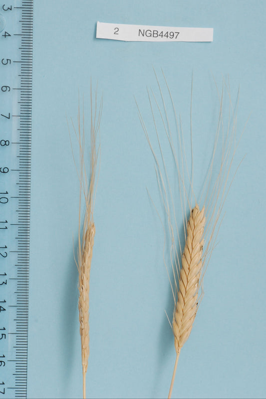 Enkornsvete från Gotland